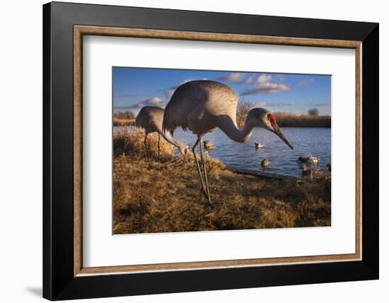 Sandhill Cranes and Mallard Ducks, British Columbia, Canada-Art Wolfe-Framed Photographic Print