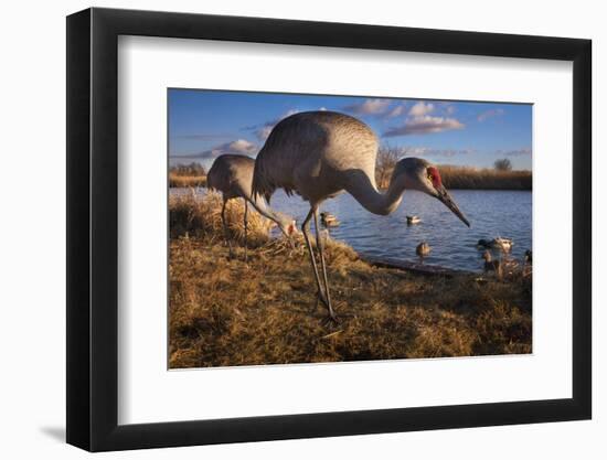 Sandhill cranes and mallard ducks, George C. Reifel Migratory Bird Sanctuary, British Columbia-Art Wolfe-Framed Photographic Print