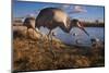 Sandhill cranes and mallard ducks, George C. Reifel Migratory Bird Sanctuary, British Columbia-Art Wolfe-Mounted Photographic Print