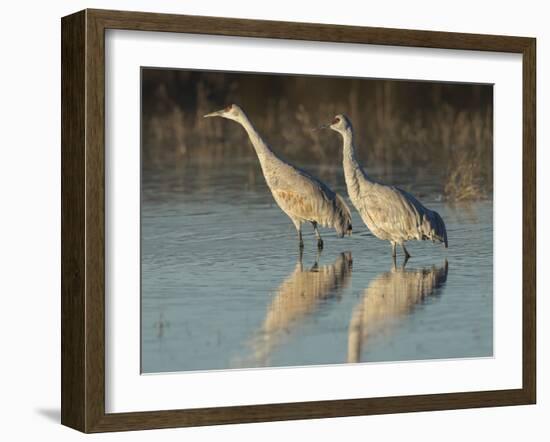 Sandhill cranes at dawn Bosque del Apache National Wildlife Refuge, New Mexico-Maresa Pryor-Framed Photographic Print