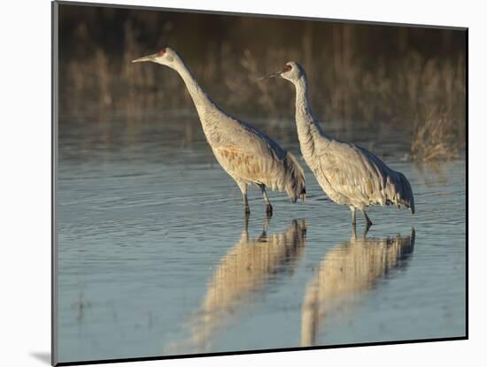 Sandhill cranes at dawn Bosque del Apache National Wildlife Refuge, New Mexico-Maresa Pryor-Mounted Photographic Print