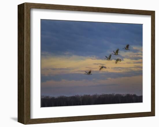 Sandhill Cranes At Sunrise-Galloimages Online-Framed Photographic Print