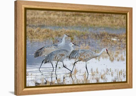 Sandhill Cranes Bosque de Apache National Wildlife Refuge, New Mexico-Howie Garber-Framed Premier Image Canvas