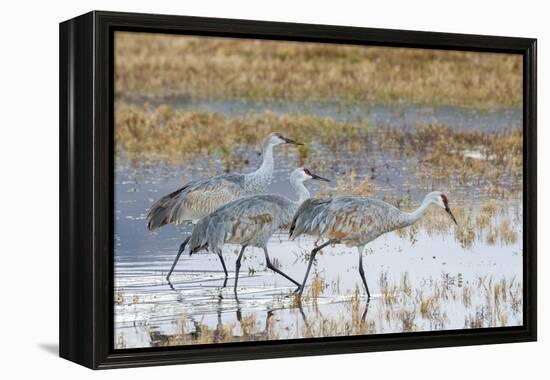 Sandhill Cranes Bosque de Apache National Wildlife Refuge, New Mexico-Howie Garber-Framed Premier Image Canvas