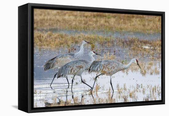 Sandhill Cranes Bosque de Apache National Wildlife Refuge, New Mexico-Howie Garber-Framed Premier Image Canvas