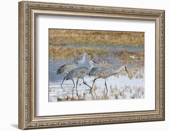 Sandhill Cranes Bosque de Apache National Wildlife Refuge, New Mexico-Howie Garber-Framed Photographic Print