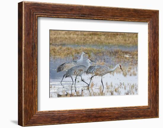 Sandhill Cranes Bosque de Apache National Wildlife Refuge, New Mexico-Howie Garber-Framed Photographic Print