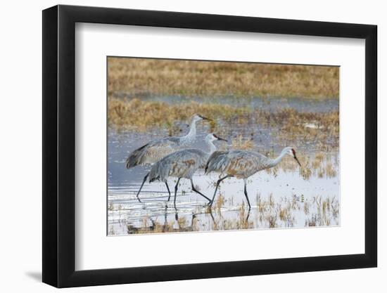 Sandhill Cranes Bosque de Apache National Wildlife Refuge, New Mexico-Howie Garber-Framed Photographic Print