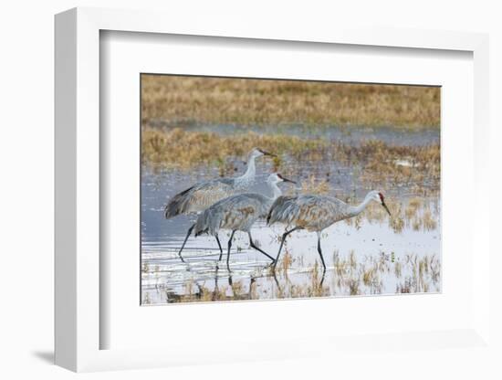 Sandhill Cranes Bosque de Apache National Wildlife Refuge, New Mexico-Howie Garber-Framed Photographic Print