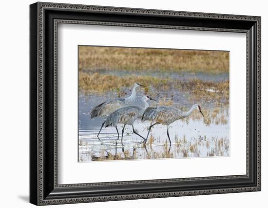 Sandhill Cranes Bosque de Apache National Wildlife Refuge, New Mexico-Howie Garber-Framed Photographic Print