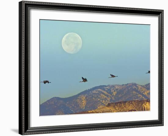 Sandhill Cranes, Bosque Del Apache National Wildlife Refuge, New Mexico, USA-Cathy & Gordon Illg-Framed Photographic Print