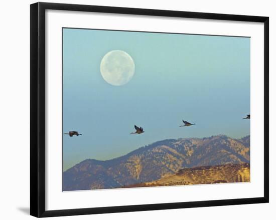 Sandhill Cranes, Bosque Del Apache National Wildlife Refuge, New Mexico, USA-Cathy & Gordon Illg-Framed Photographic Print