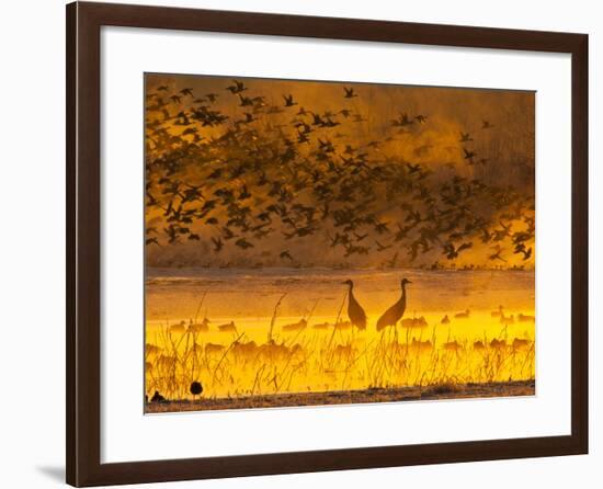 Sandhill Cranes, Bosque Del Apache National Wildlife Refuge, New Mexico, USA-Cathy & Gordon Illg-Framed Photographic Print