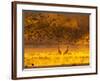 'Sandhill Cranes, Bosque Del Apache National Wildlife Refuge, New ...