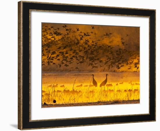 Sandhill Cranes, Bosque Del Apache National Wildlife Refuge, New Mexico, USA-Cathy & Gordon Illg-Framed Photographic Print