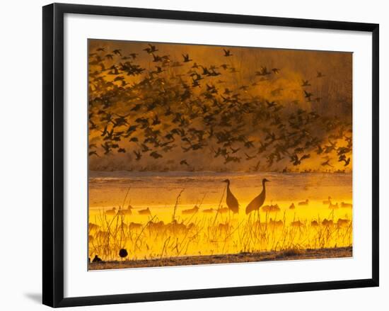 Sandhill Cranes, Bosque Del Apache National Wildlife Refuge, New Mexico, USA-Cathy & Gordon Illg-Framed Photographic Print