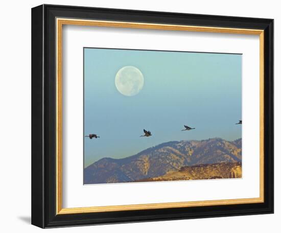 Sandhill Cranes, Bosque Del Apache National Wildlife Refuge, New Mexico, USA-Cathy & Gordon Illg-Framed Photographic Print