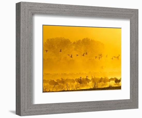 Sandhill Cranes, Bosque Del Apache National Wildlife Refuge, New Mexico, USA-Cathy & Gordon Illg-Framed Photographic Print