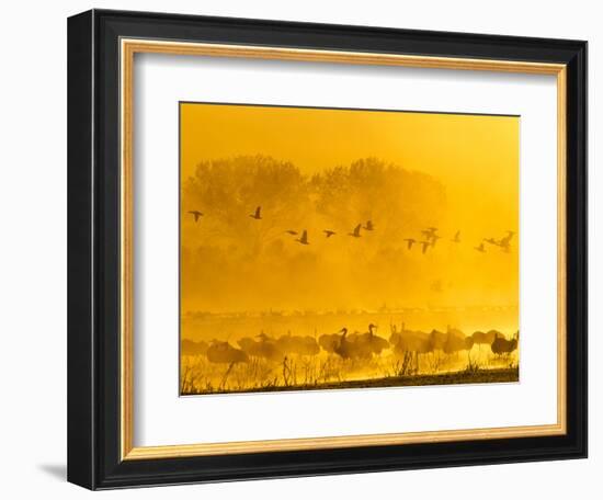 Sandhill Cranes, Bosque Del Apache National Wildlife Refuge, New Mexico, USA-Cathy & Gordon Illg-Framed Photographic Print