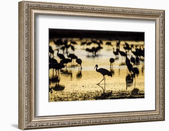 Sandhill Cranes, Bosque Del Apache, New Mexico-Paul Souders-Framed Photographic Print