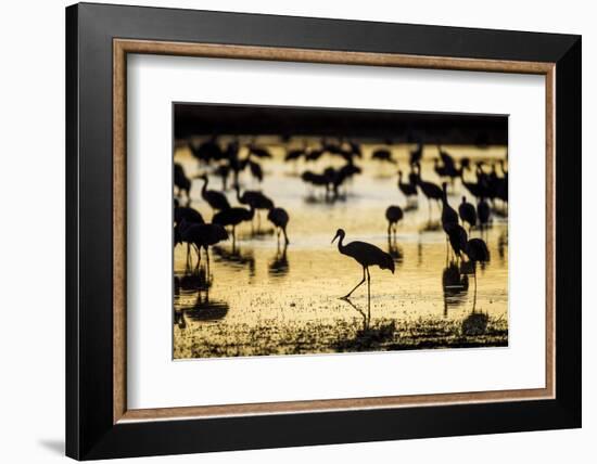 Sandhill Cranes, Bosque Del Apache, New Mexico-Paul Souders-Framed Photographic Print