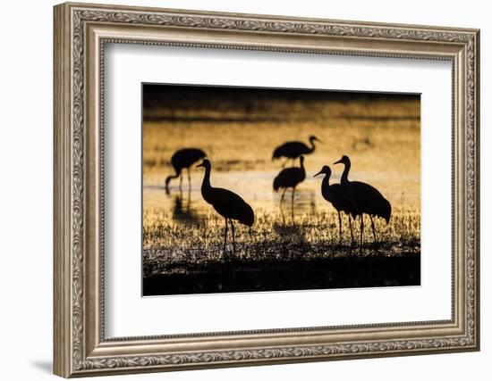 Sandhill Cranes, Bosque Del Apache, New Mexico-Paul Souders-Framed Photographic Print