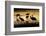 Sandhill Cranes, Bosque Del Apache, New Mexico-Paul Souders-Framed Photographic Print
