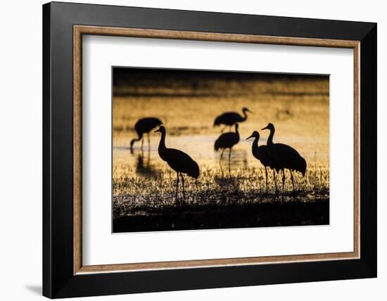 Sandhill Cranes, Bosque Del Apache, New Mexico-Paul Souders-Framed Photographic Print