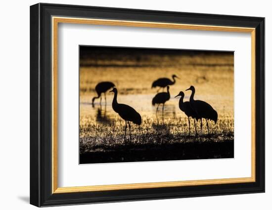 Sandhill Cranes, Bosque Del Apache, New Mexico-Paul Souders-Framed Photographic Print