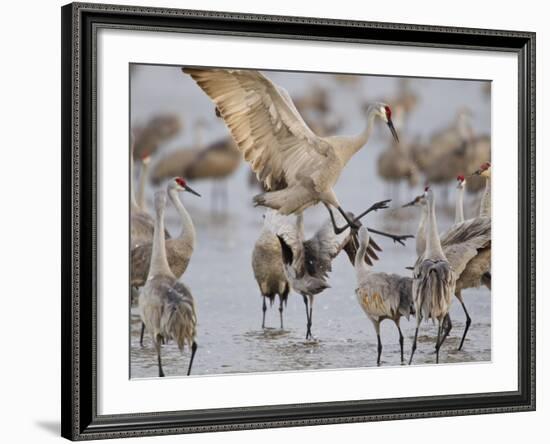 Sandhill Cranes Dancing on the Platte River Near Kearney, Nebraska, USA-Chuck Haney-Framed Photographic Print