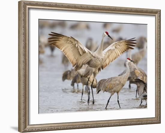 Sandhill Cranes Dancing on the Platte River Near Kearney, Nebraska, USA-Chuck Haney-Framed Photographic Print