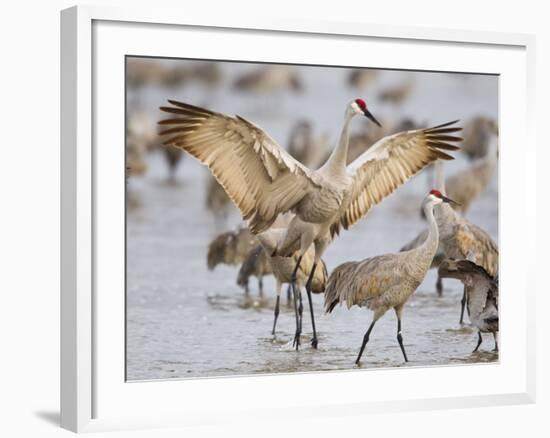 Sandhill Cranes Dancing on the Platte River Near Kearney, Nebraska, USA-Chuck Haney-Framed Photographic Print