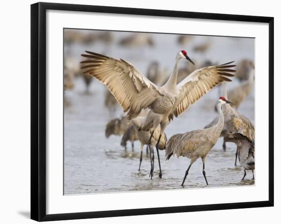 Sandhill Cranes Dancing on the Platte River Near Kearney, Nebraska, USA-Chuck Haney-Framed Photographic Print