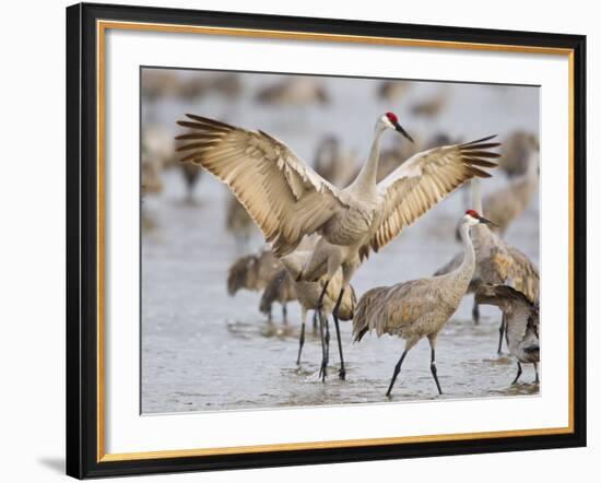 Sandhill Cranes Dancing on the Platte River Near Kearney, Nebraska, USA-Chuck Haney-Framed Photographic Print