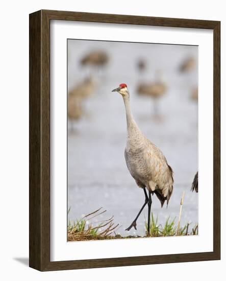 Sandhill Cranes Dancing on the Platte River Near Kearney, Nebraska, USA-Chuck Haney-Framed Photographic Print