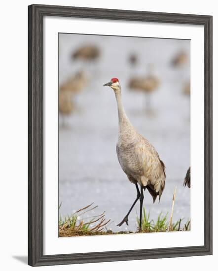 Sandhill Cranes Dancing on the Platte River Near Kearney, Nebraska, USA-Chuck Haney-Framed Photographic Print