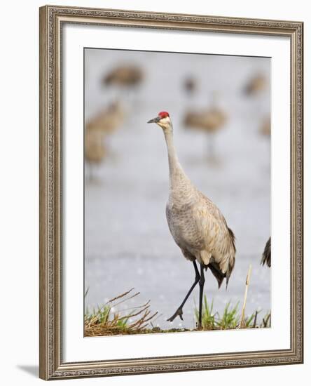 Sandhill Cranes Dancing on the Platte River Near Kearney, Nebraska, USA-Chuck Haney-Framed Photographic Print