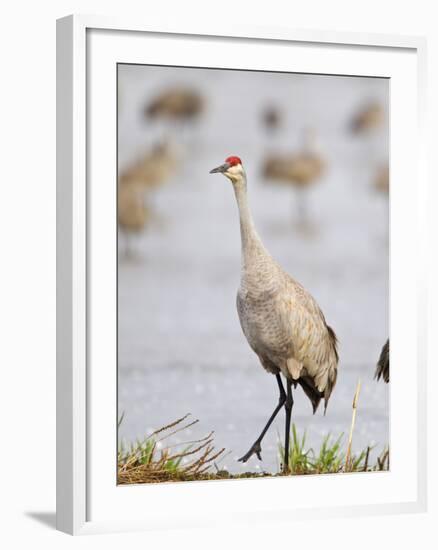 Sandhill Cranes Dancing on the Platte River Near Kearney, Nebraska, USA-Chuck Haney-Framed Photographic Print