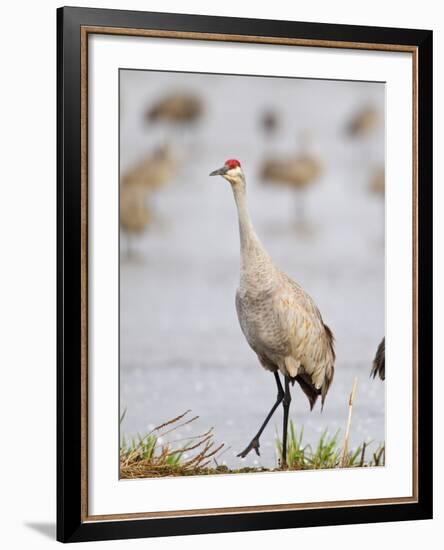 Sandhill Cranes Dancing on the Platte River Near Kearney, Nebraska, USA-Chuck Haney-Framed Photographic Print