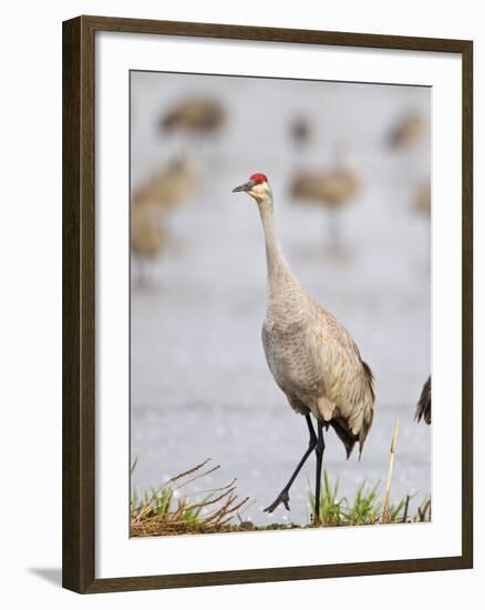 Sandhill Cranes Dancing on the Platte River Near Kearney, Nebraska, USA-Chuck Haney-Framed Photographic Print