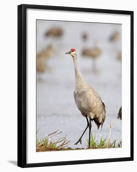 Sandhill Cranes Dancing on the Platte River Near Kearney, Nebraska, USA-Chuck Haney-Framed Photographic Print