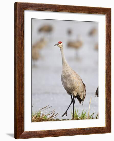 Sandhill Cranes Dancing on the Platte River Near Kearney, Nebraska, USA-Chuck Haney-Framed Photographic Print