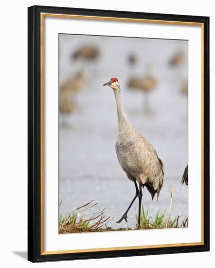 Sandhill Cranes Dancing on the Platte River Near Kearney, Nebraska, USA-Chuck Haney-Framed Photographic Print