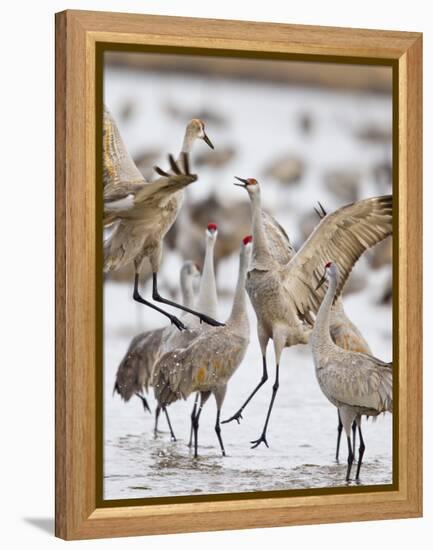 Sandhill Cranes Dancing on the Platte River Near Kearney, Nebraska, USA-Chuck Haney-Framed Premier Image Canvas