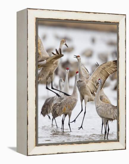 Sandhill Cranes Dancing on the Platte River Near Kearney, Nebraska, USA-Chuck Haney-Framed Premier Image Canvas