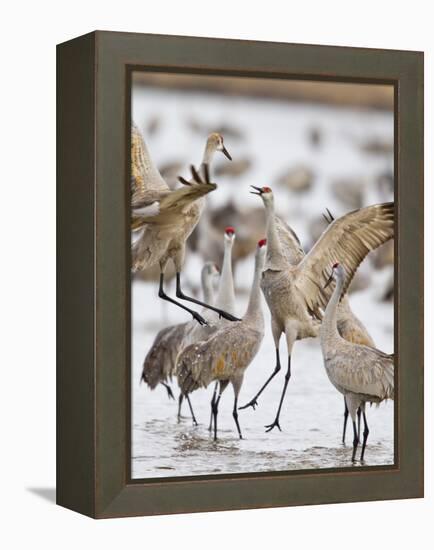 Sandhill Cranes Dancing on the Platte River Near Kearney, Nebraska, USA-Chuck Haney-Framed Premier Image Canvas