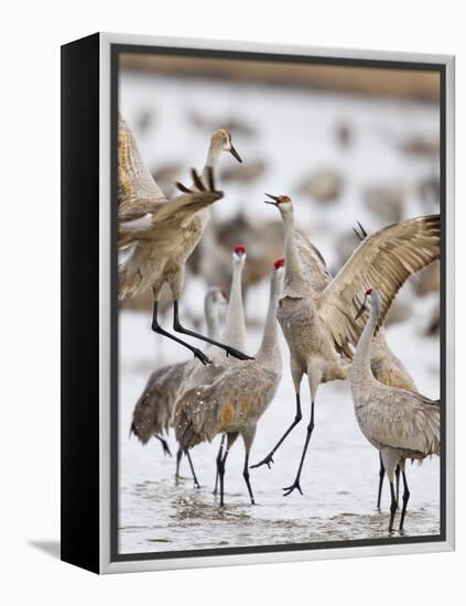 Sandhill Cranes Dancing on the Platte River Near Kearney, Nebraska, USA-Chuck Haney-Framed Premier Image Canvas