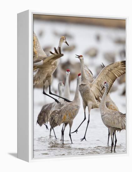 Sandhill Cranes Dancing on the Platte River Near Kearney, Nebraska, USA-Chuck Haney-Framed Premier Image Canvas