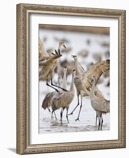 Sandhill Cranes Dancing on the Platte River Near Kearney, Nebraska, USA-Chuck Haney-Framed Photographic Print