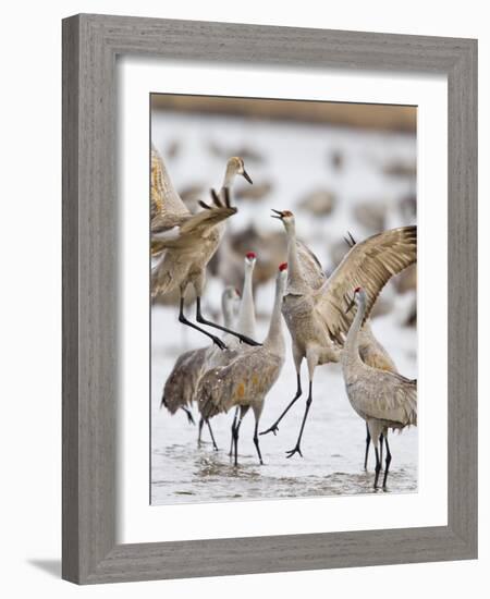 Sandhill Cranes Dancing on the Platte River Near Kearney, Nebraska, USA-Chuck Haney-Framed Photographic Print